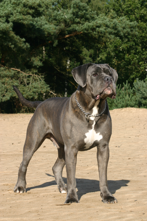 Cane Corso en Alano Espanol gefokt - Cane Corso en Alano ...