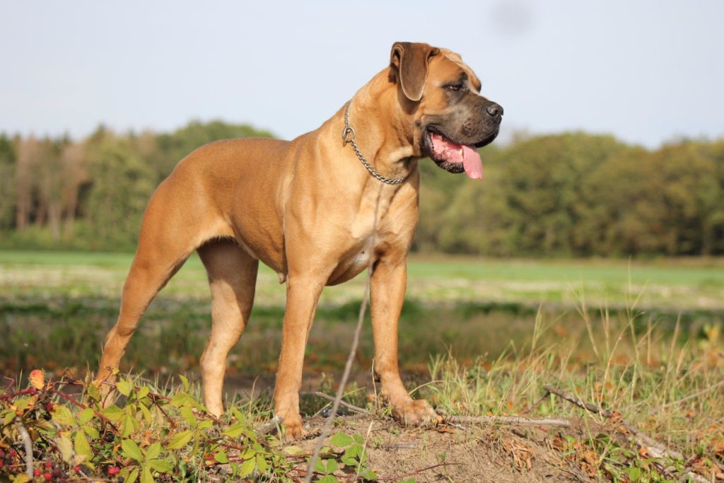 cane-corso-tail-docking-standard-bleumoonproductions